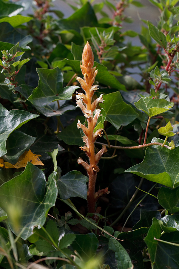 Orobanche hederae / Succiamele dell''edera